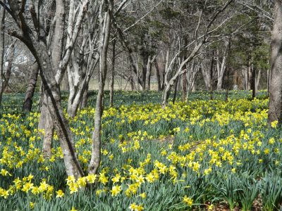 Parsons Reserve Daffodil Field