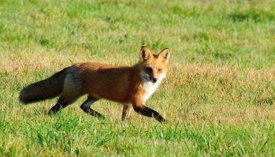 April - Gary Reardon - Red Fox at Smith Farm