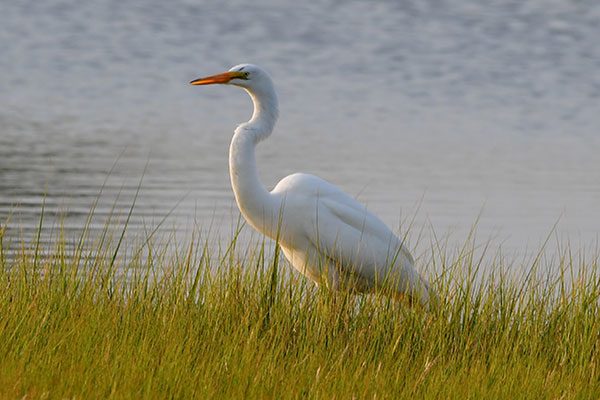 March---Great-Egret-at-Frank-Knowles-Little-River-Reserve---Cheryl-Braley