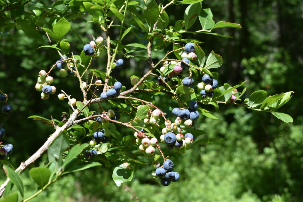 July - Leah Howard - Blueberries at McBratney Reserve
