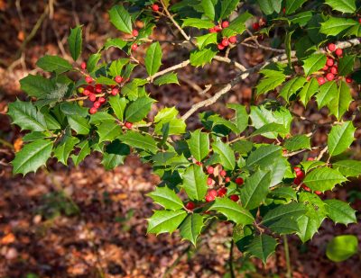 December: Holly Spray at Frank Knowles-Little River Reserve - Jonathan Waage