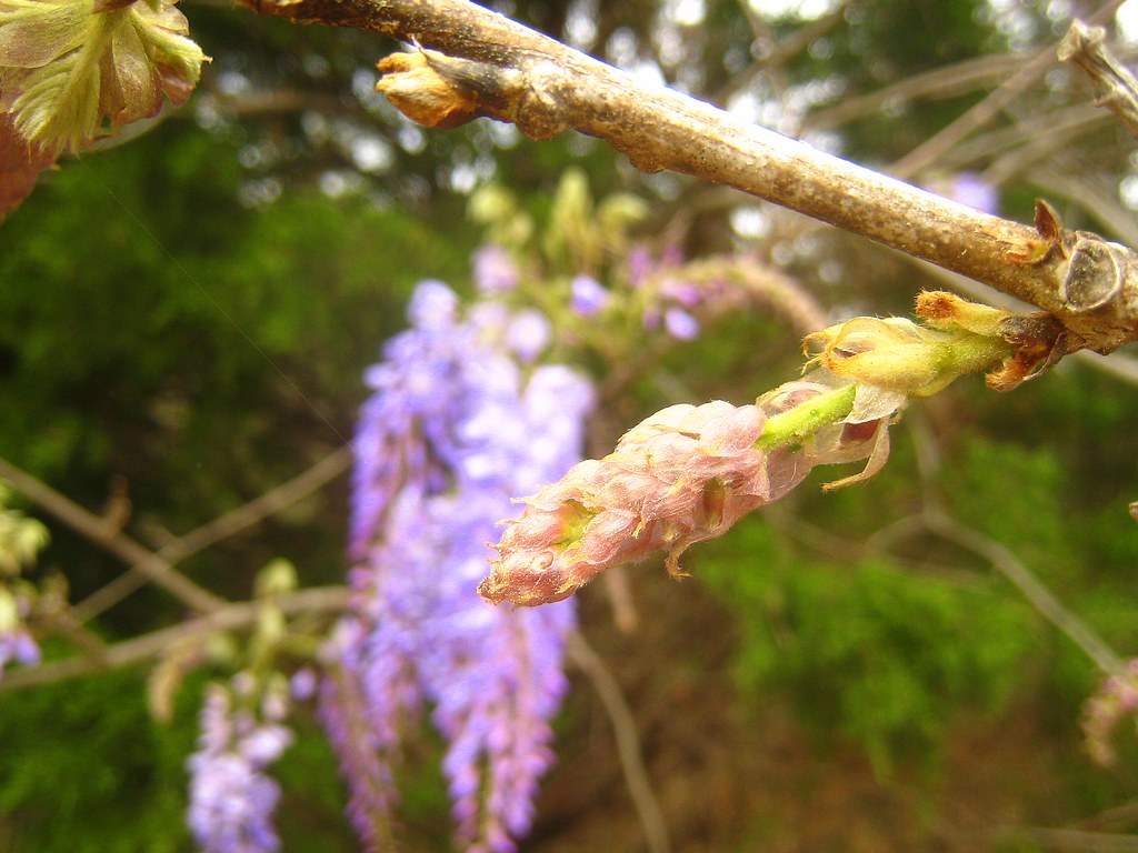 American wisteria bud and flowers in the background