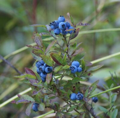 High bush blueberry with berries 