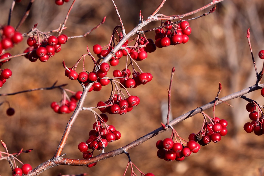 Branches of Red Chokeberry plant with red fruit