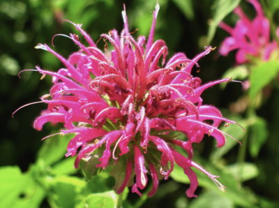 Wild Bergamont: Tufty pink flowers