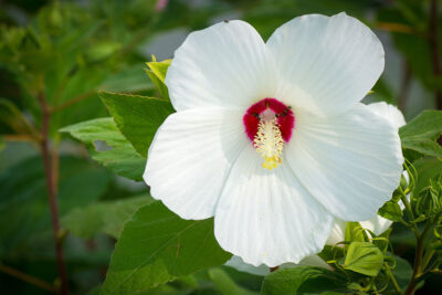 Large white flower with red center surrounded by leaves