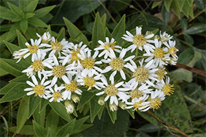 flat topped aster
