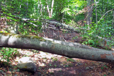 Downed Tree