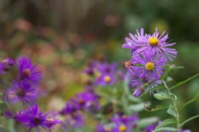 A field of New England Asters; a small yellow and purple flower