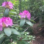 Rhodendrons