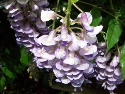 Chinese wisteria large purple flowers that look like shelves, surrounded by leaves